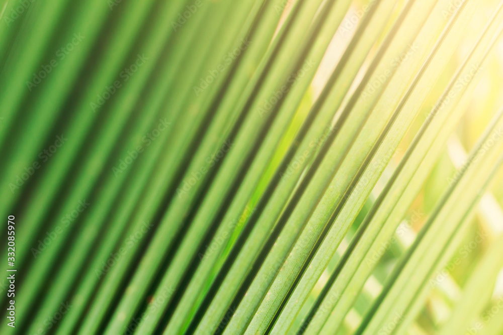 Sunny tropical palm tree leaf macro. Summer nature background