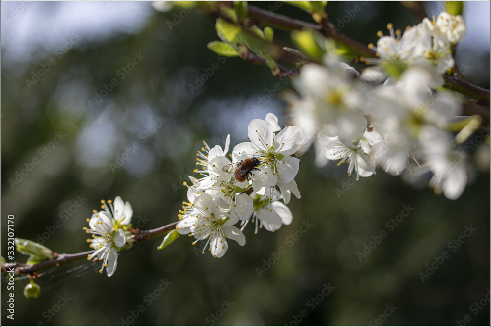 bee on a flower