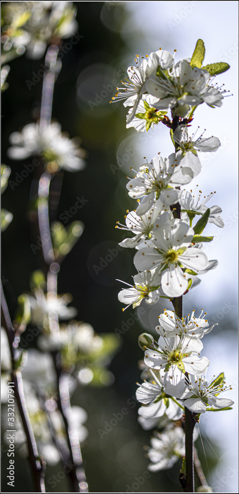 花园里的白花