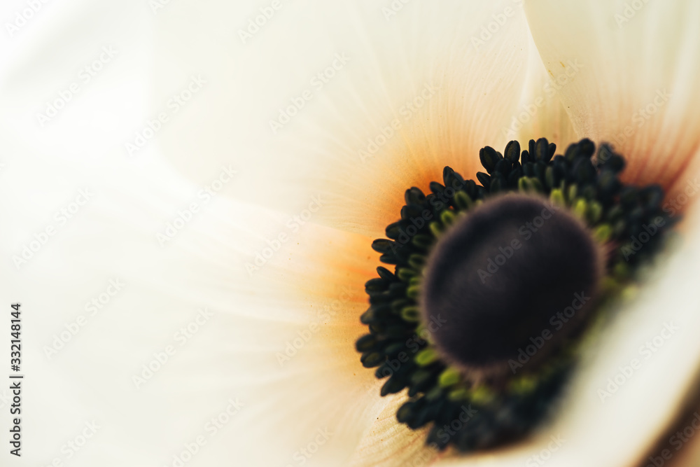 Closeup vintage image of beautiful white flower. Floristic decoration. Floral abstact background. Na