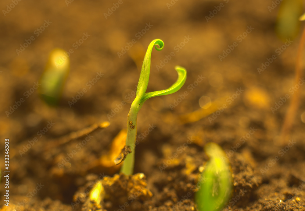 young plant on soil background