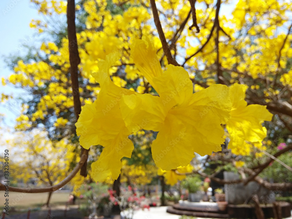 闪闪发光的黄色tabebuia花许多背景在户外模糊。