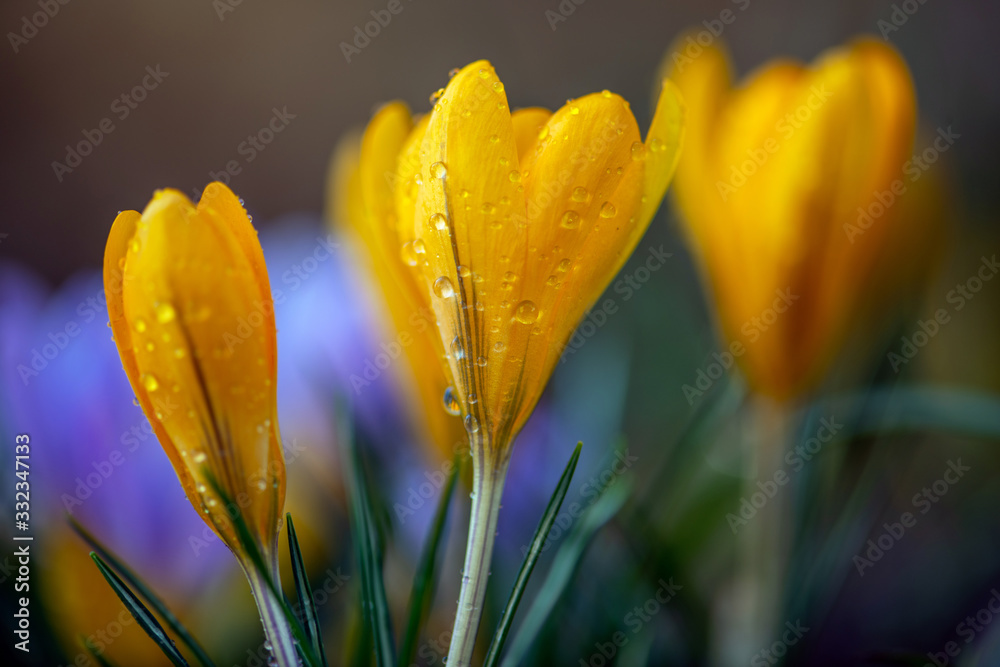 Beautiful yellow spring crocus after spring rain. Saffron in the garden on the lawn