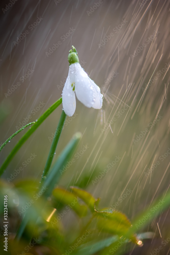 Close first spring flowers snowdrops with rain