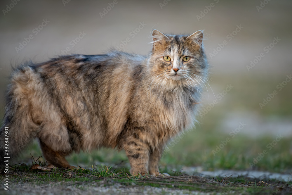 毛茸茸的长毛猫坐在草地上