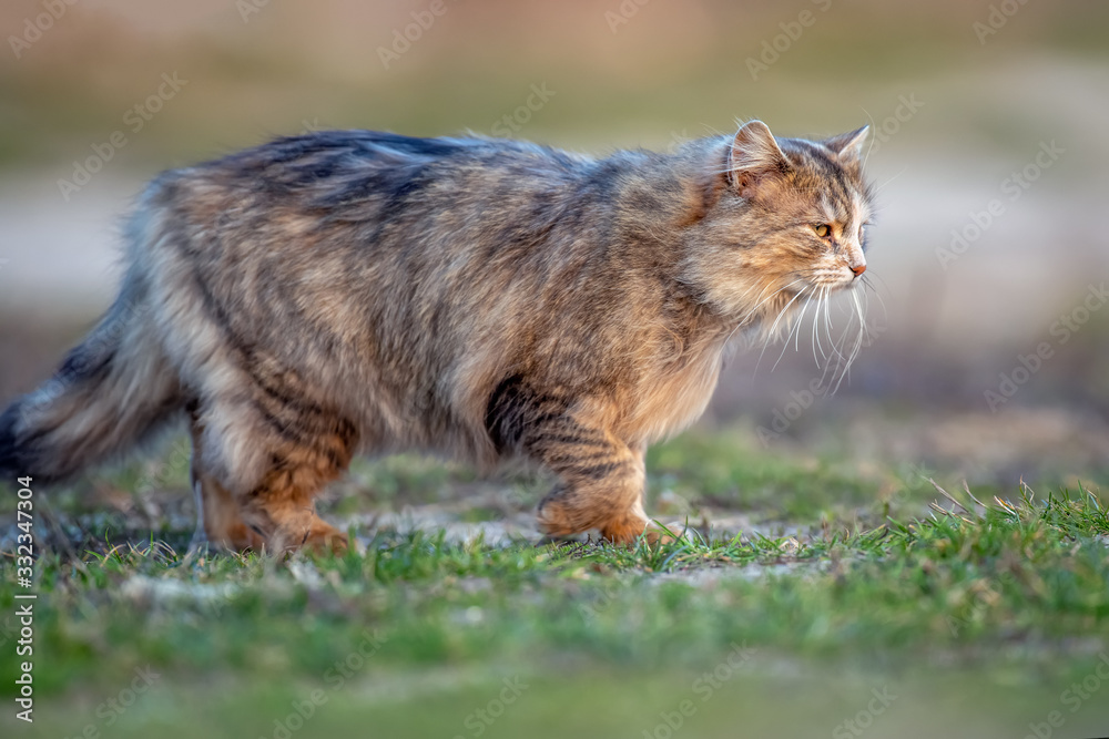 毛茸茸的猫，长着毛皮，坐在草地上