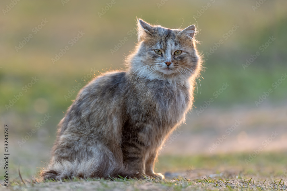 毛茸茸的长毛猫坐在草地上