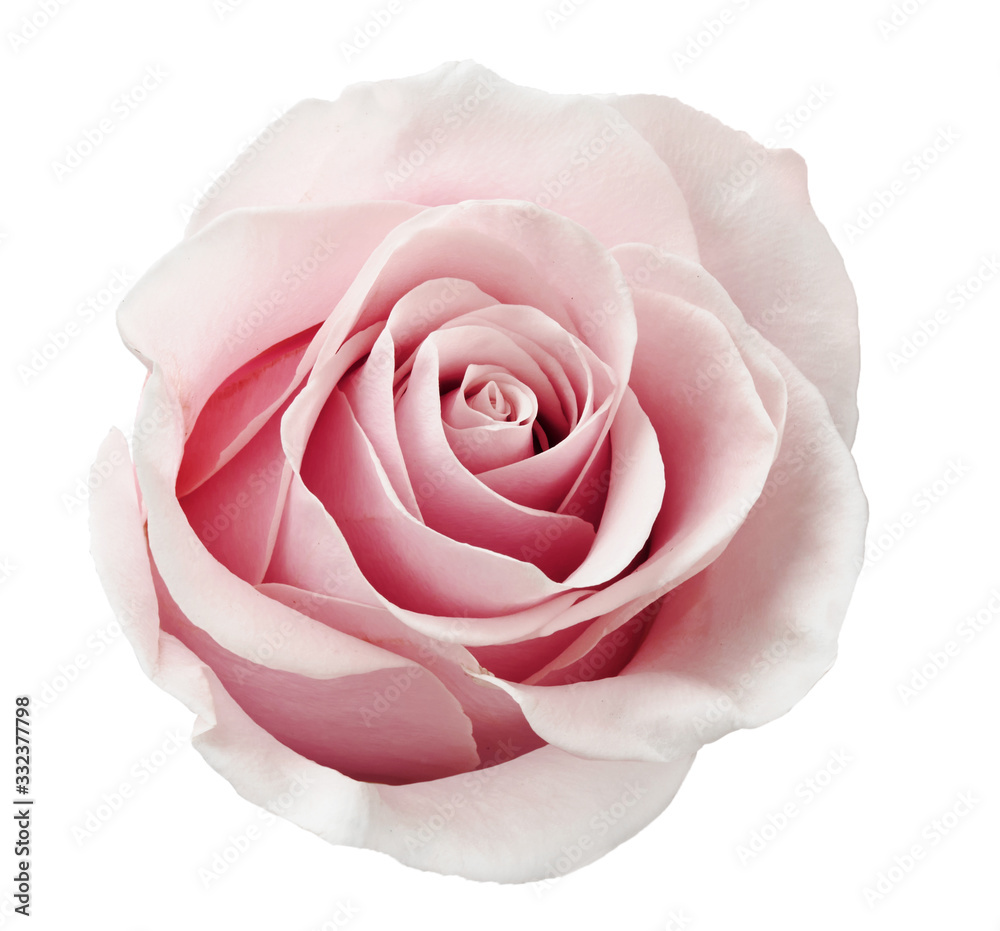 Beautiful rose flower isolated on white background.