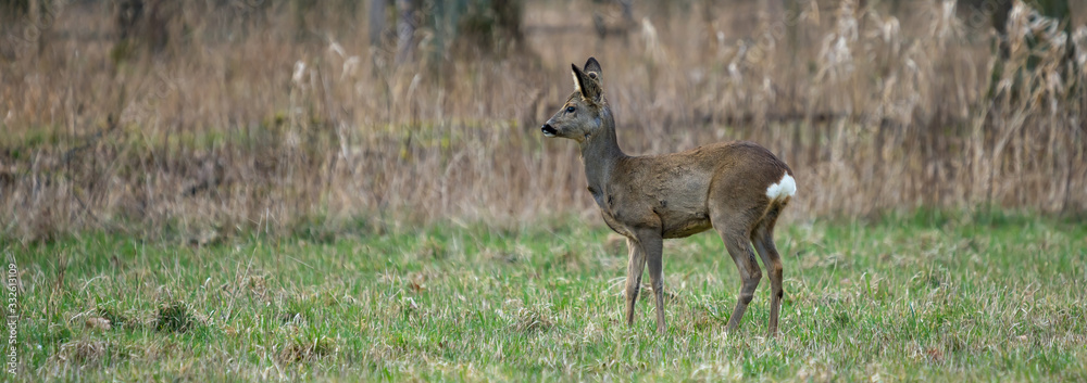 Roe deer on a meadow