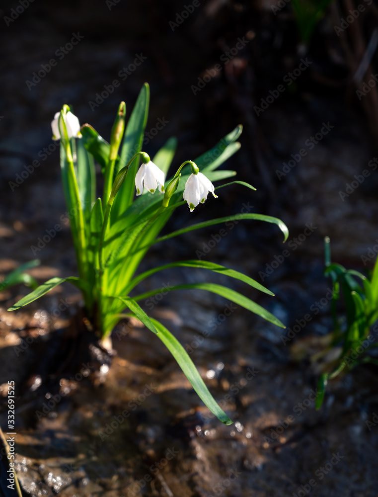 Spring snowdrops flowers blooming in the forest