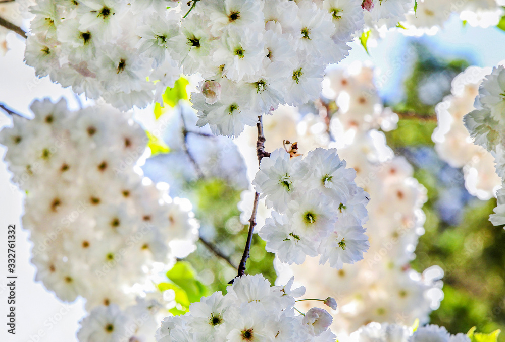 白樱花（樱花）