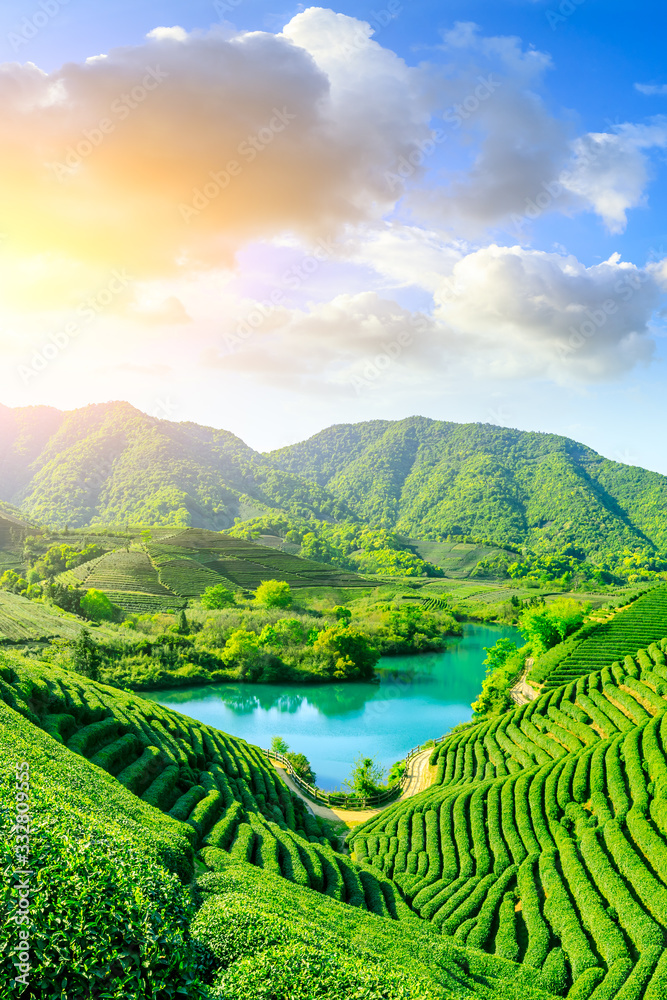 落日余晖下的绿茶山，茶园背景。