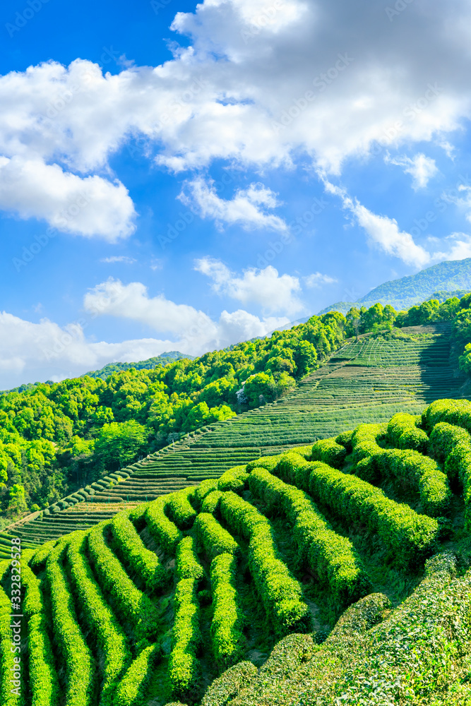 晴天的绿茶山，茶园的自然背景。