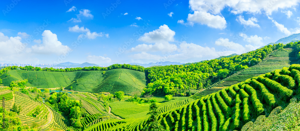 晴天的绿茶山，茶园的自然背景。