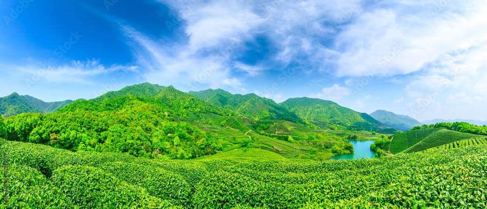 晴天的绿茶山，茶园的自然背景。