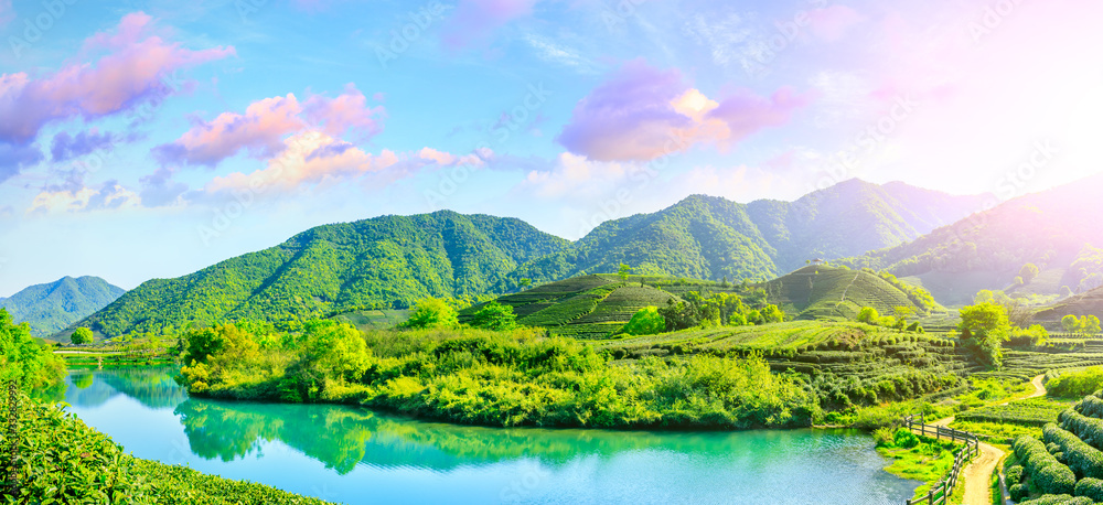 落日余晖下的绿茶山，茶园背景。