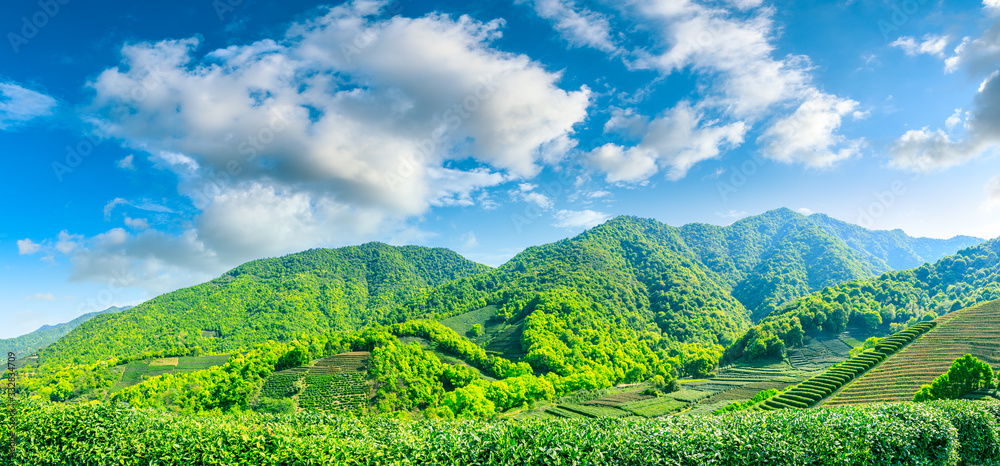 晴天的绿茶山，茶园的自然背景。