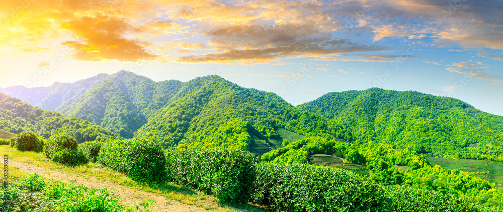 落日余晖下的绿茶山，茶园背景。