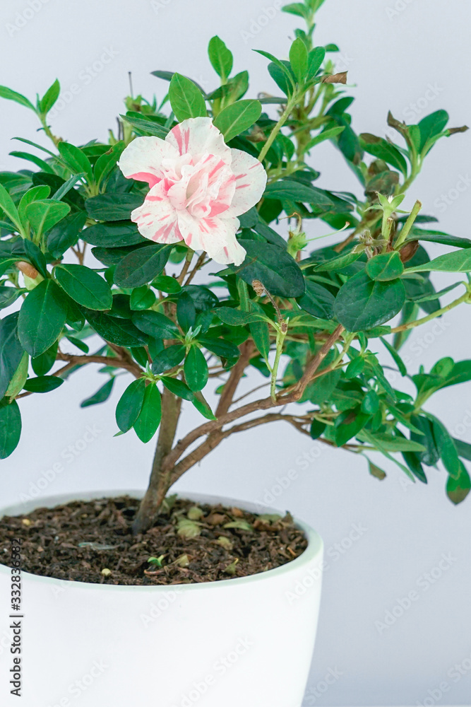 A pot of white azaleas on a white table.  Rhododendron pulchurum (BaiWuBaoLvZhu) on the white table