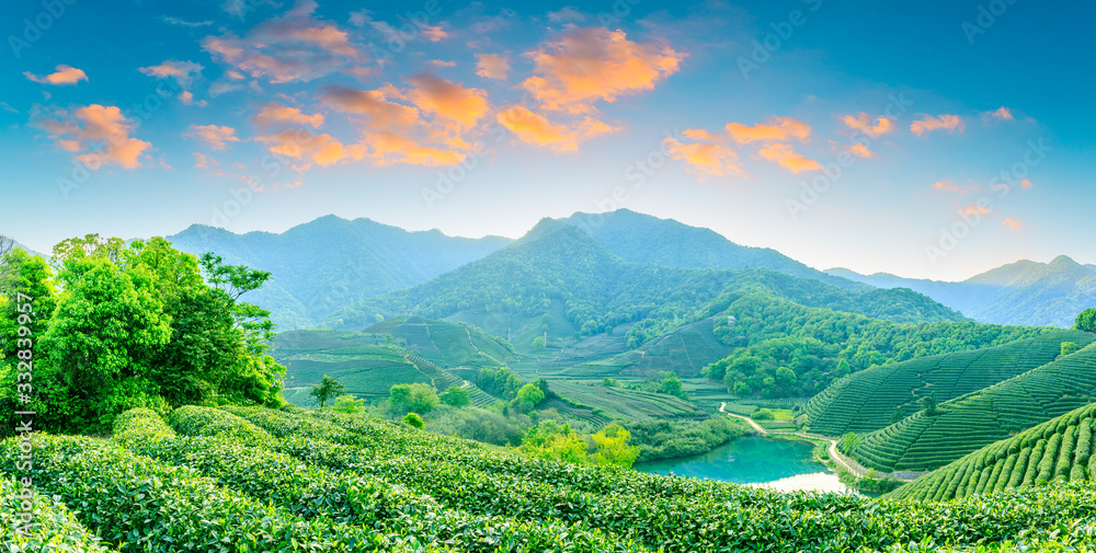 落日余晖下的绿茶山，茶园背景。