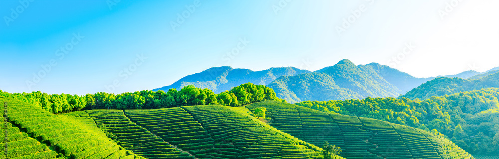 晴天的绿茶山，茶园的自然背景。