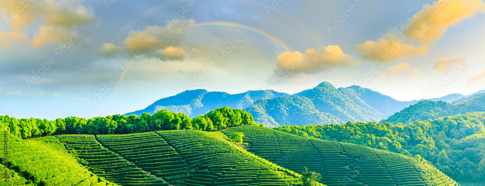 Green tea mountain at sunset,tea plantation background.