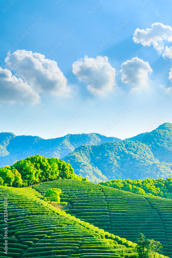 晴天的绿茶山，茶园的自然背景。