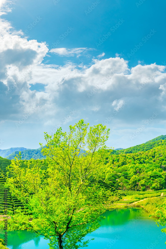 Green tea mountain on a sunny day,tea plantation natural background.