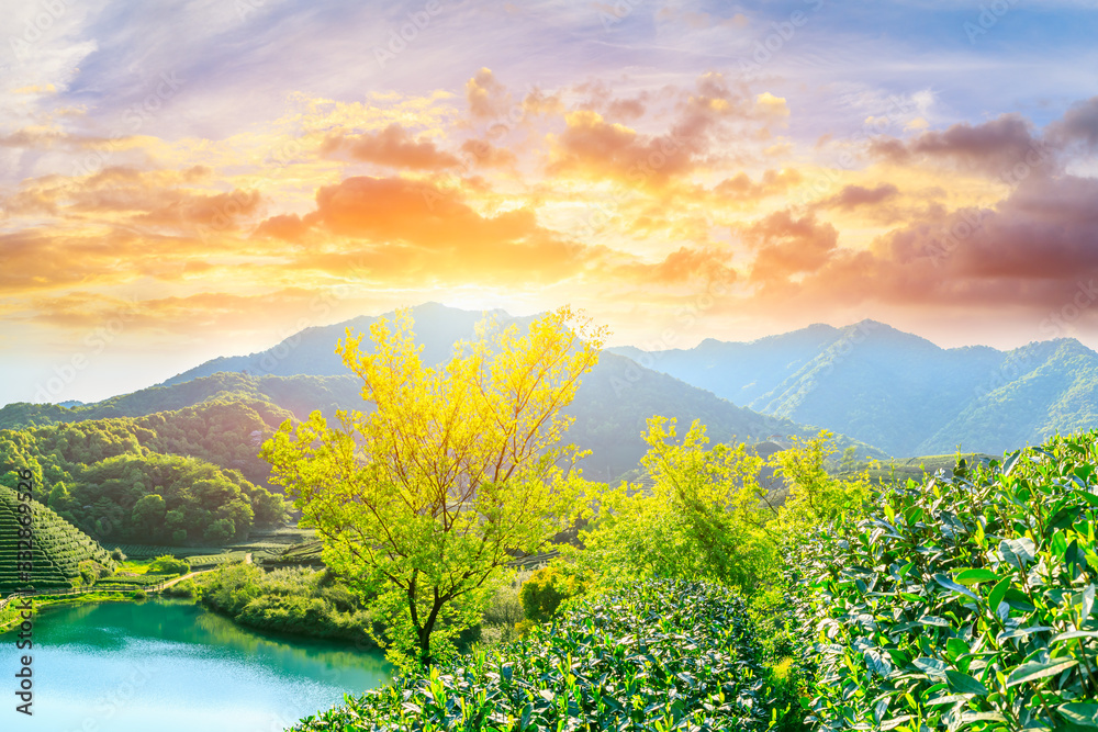 Green tea mountain at sunset,tea plantation background.