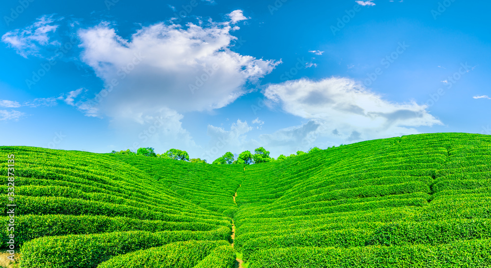 Green tea mountain on a sunny day,tea plantation natural background.