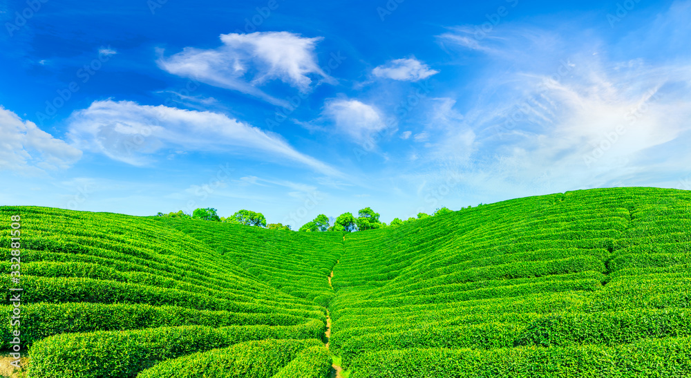 晴天的绿茶山，茶园的自然背景。