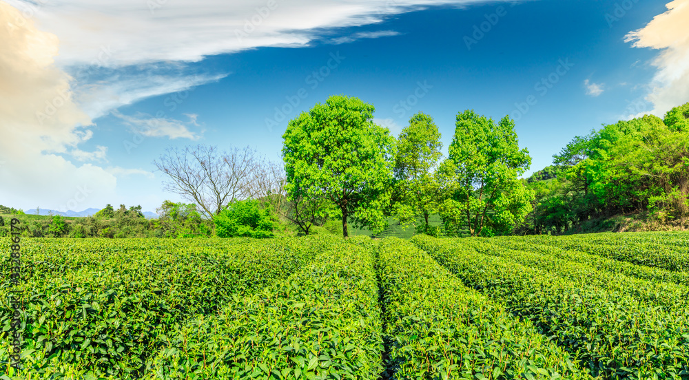 Green tea mountain on a sunny day,tea plantation natural background.