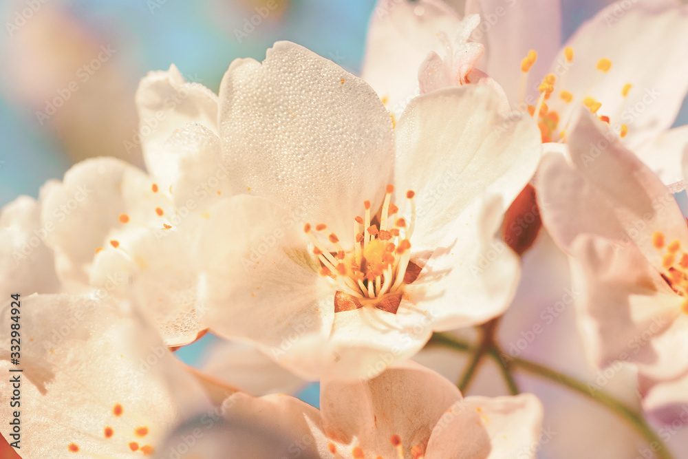 Sakura cherry tree flowers blossom with drops of dew