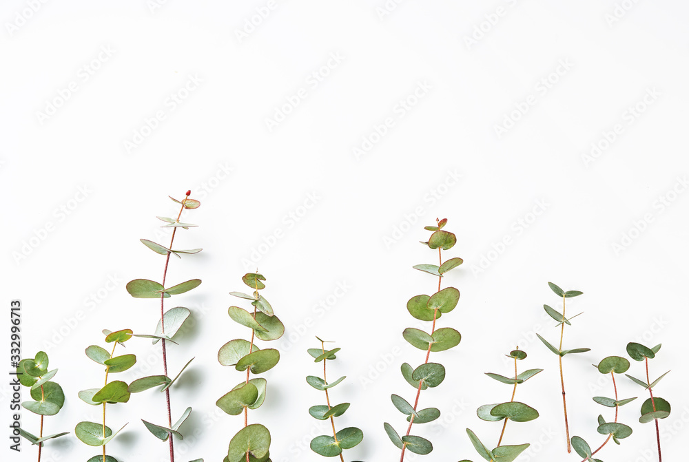 Frame of eucalyptus branches isolated on white background. Flat lay, top view. copy space