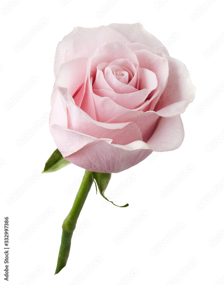 Beautiful rose flower isolated on white background. Rose bud on a green stem.