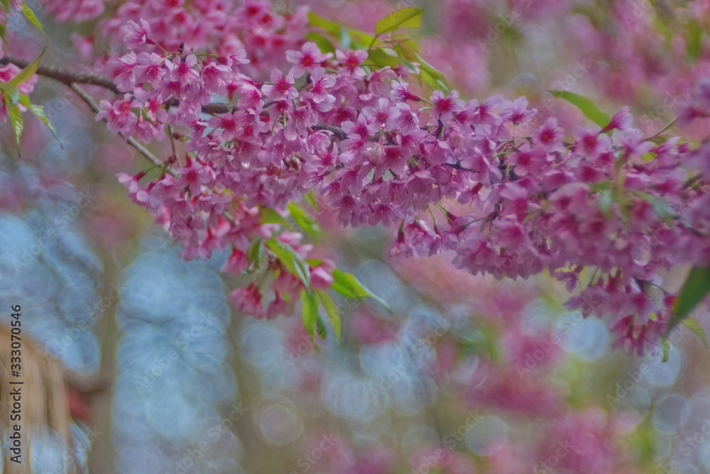 Luscious pink Wild Himalayan bunch