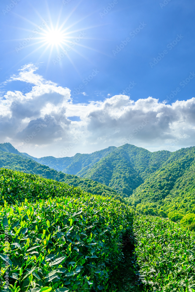 晴天的绿茶山，茶园的自然背景。