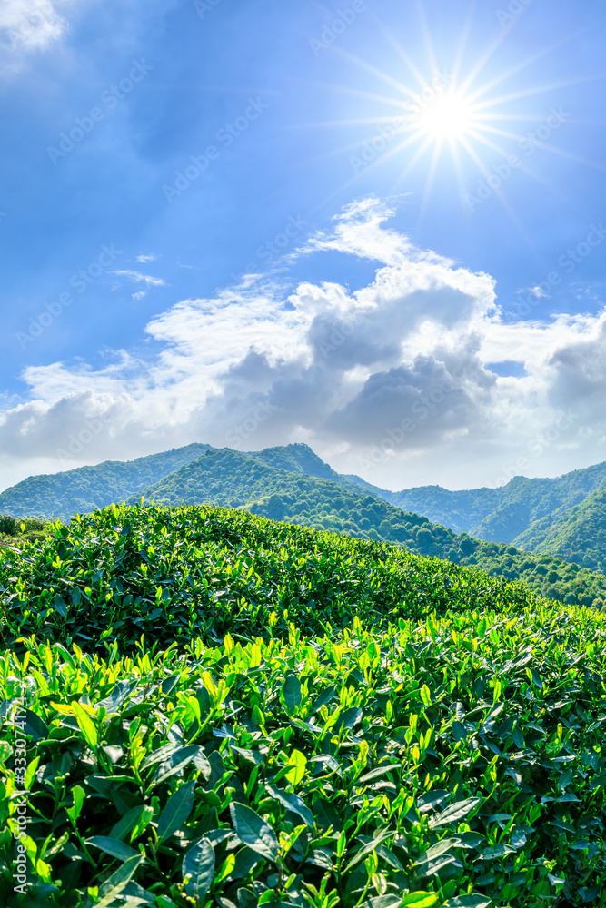 晴天的绿茶山，茶园的自然背景。