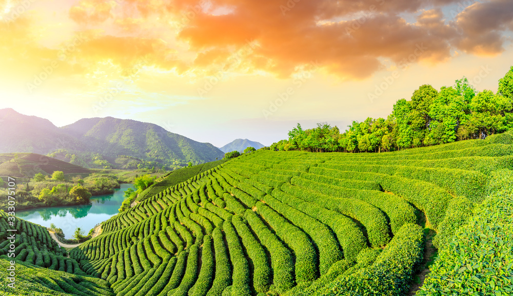 落日余晖下的绿茶山，茶园背景。