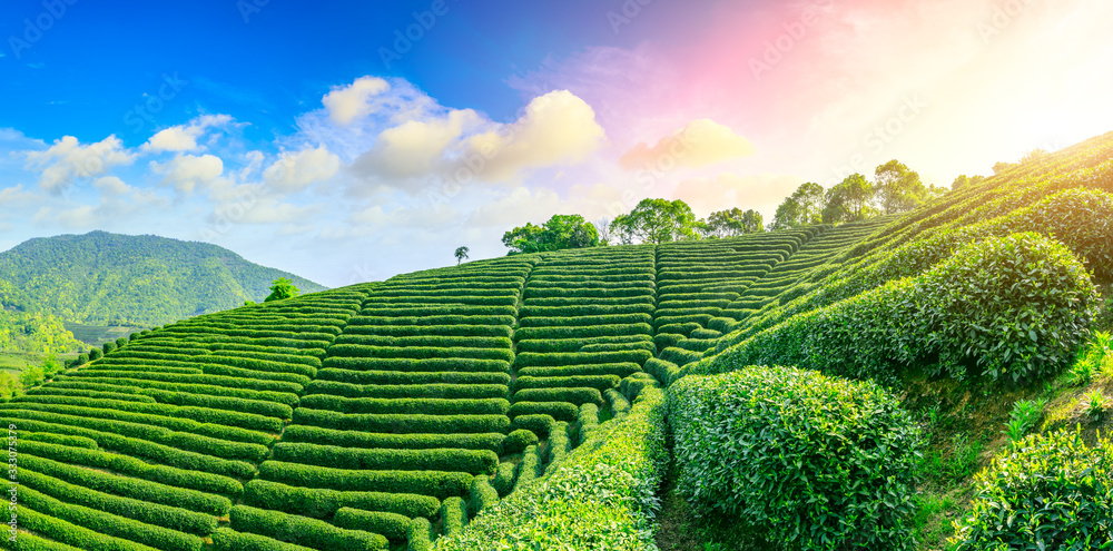 落日余晖下的绿茶山，茶园背景。