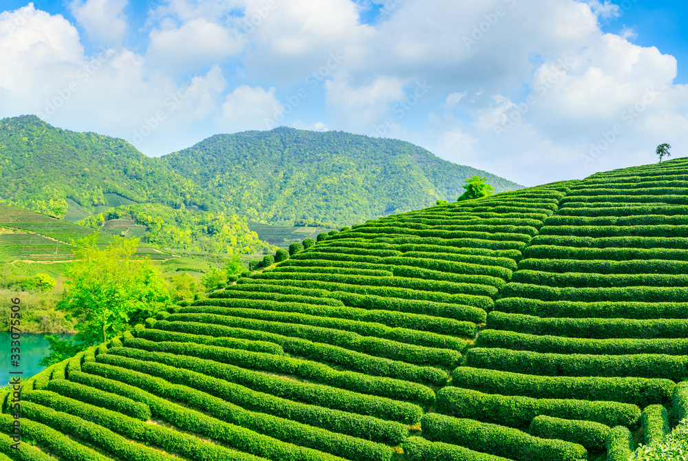 晴天的绿茶山，茶园的自然背景。