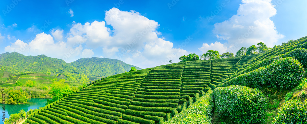 晴天的绿茶山，茶园的自然背景。