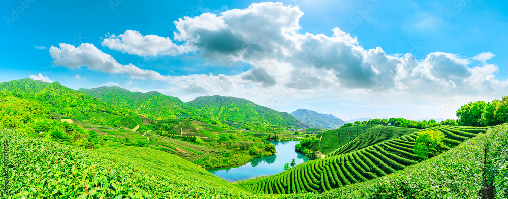 晴天的绿茶山，茶园的自然背景。