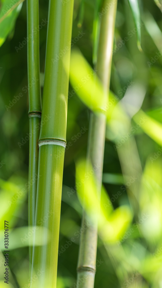 竹林中的翠竹特写