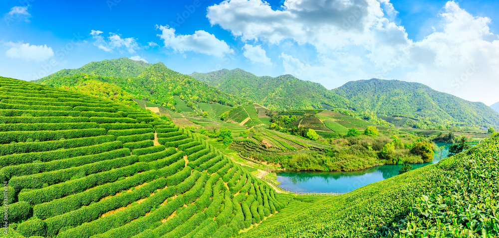 晴天的绿茶山，茶园的自然背景。