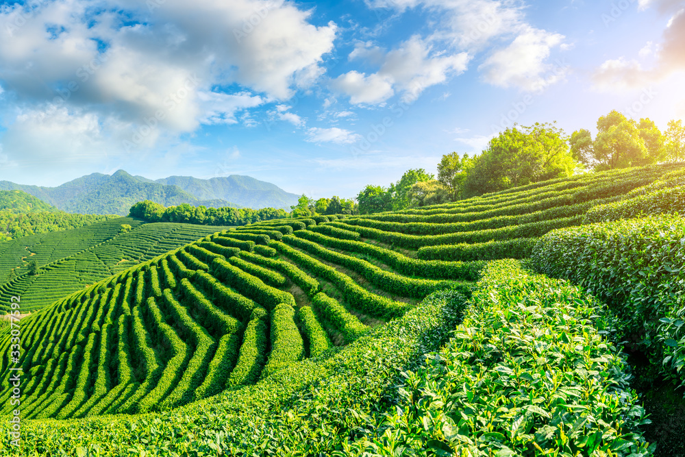 Green tea mountain on a sunny day,tea plantation natural background.