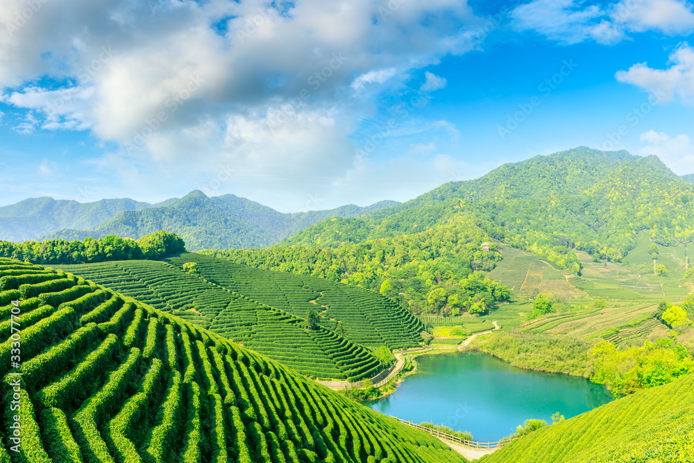 晴天的绿茶山，茶园的自然背景。