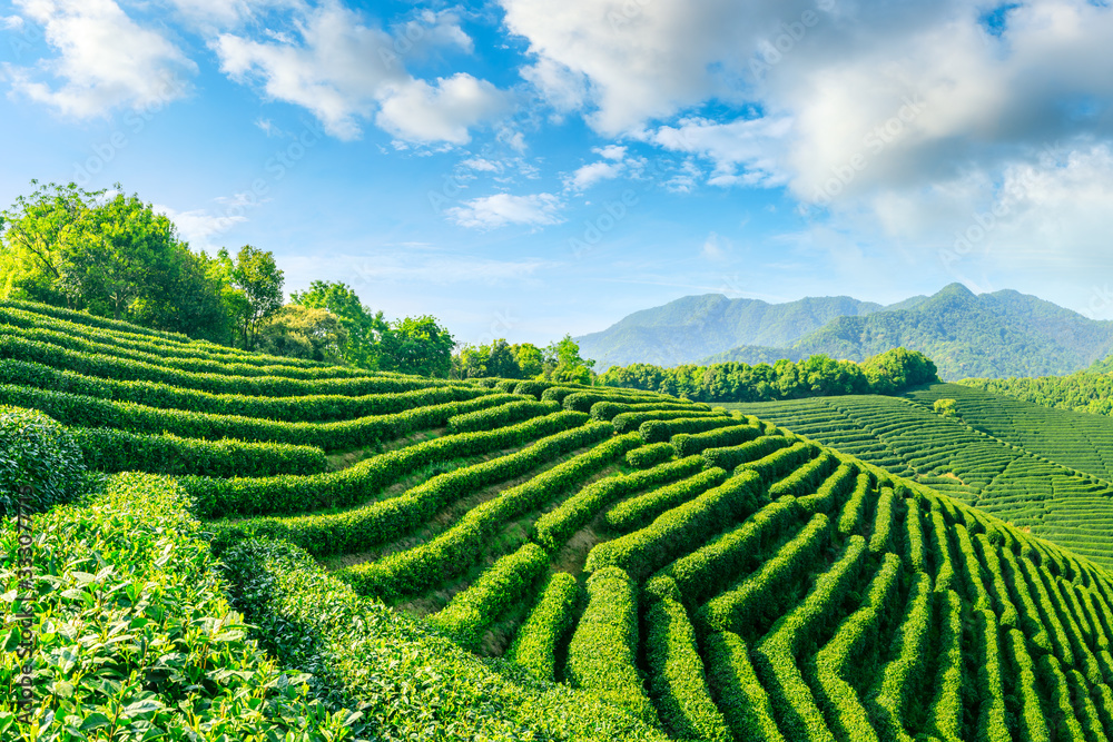 晴天的绿茶山，茶园的自然背景。