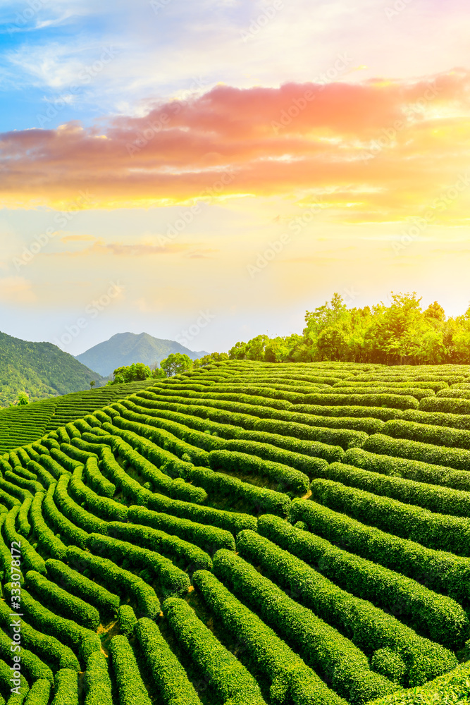 Green tea mountain at sunset,tea plantation background.