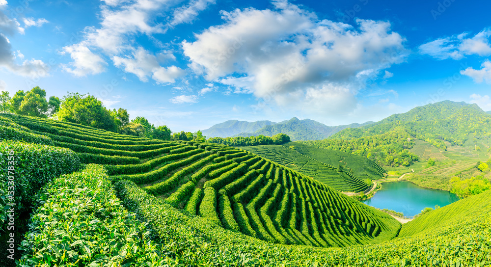 晴天的绿茶山，茶园的自然背景。